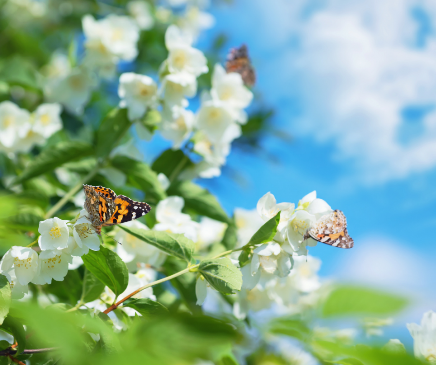 L'ESSENZA DELLA PASQUA IN UN VOLO DI FARFALLE.