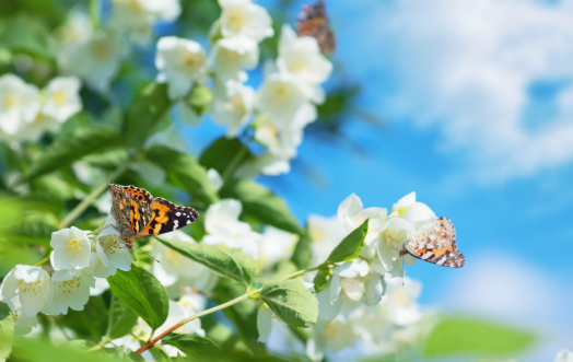 L'ESSENZA DELLA PASQUA IN UN VOLO DI FARFALLE.