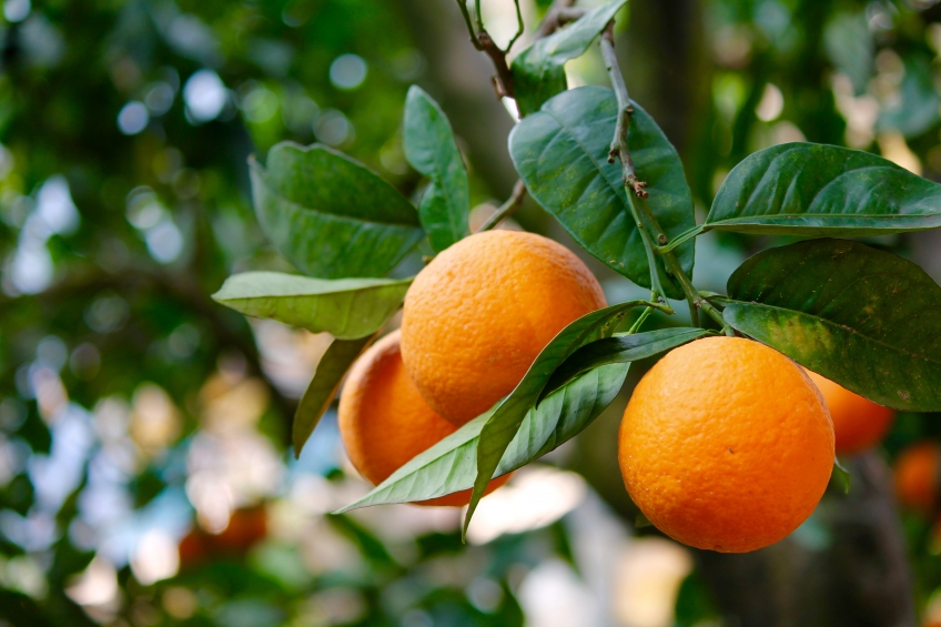PERFUME YOUR HOME WITH THE FRAGRANCE OF CITRUS FRUITS