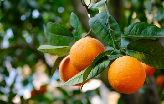 PERFUME YOUR HOME WITH THE FRAGRANCE OF CITRUS FRUITS