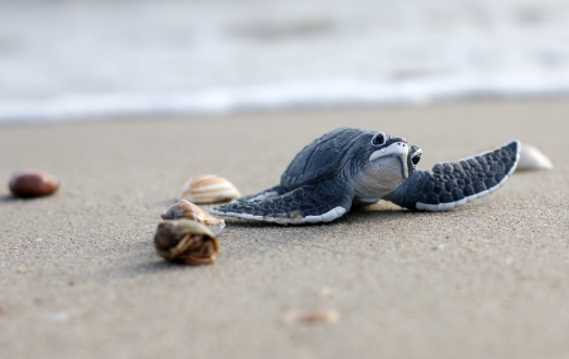 LETTURE D'AGOSTO: "La tartaruga Genova e la sposa", racconto di Chiara Audenino.
