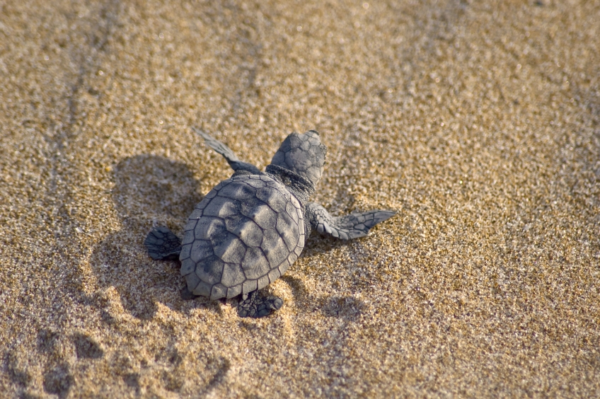 TARTALOVE: THE SEA TURTLES NEED US!