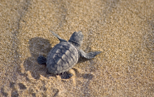 TARTALOVE: THE SEA TURTLES NEED US!