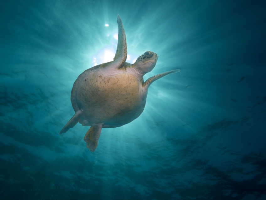 LE RÊVE DE « ELBA »