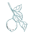 Citrus Perfumes