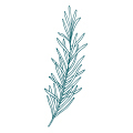 Aromatische Parfüme