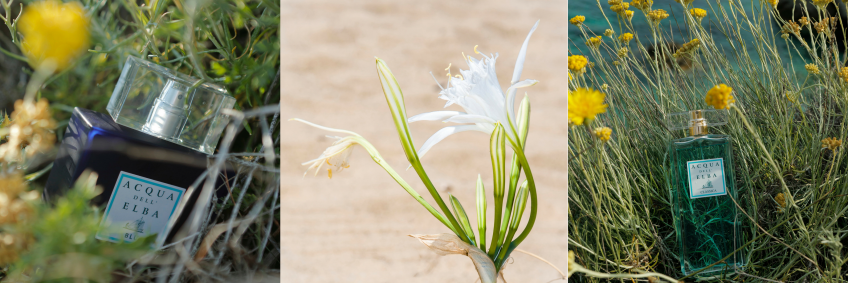 THE ESSENCE OF SPRING: THE FLOWERS CONTAINED IN ACQUA DELL’ELBA’S BOUQUETS.
