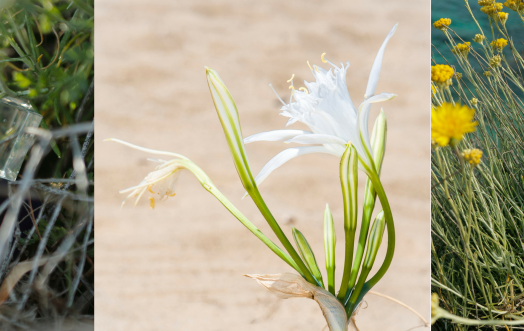 L'ESSENZA DELLA PRIMAVERA: I FIORI NEI BOUQUET DI ACQUA DELL'ELBA.