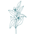 Blumendüfte Parfüme