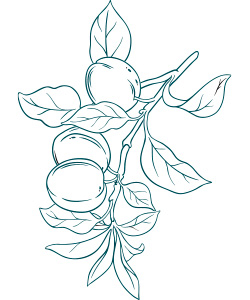 Fruttata