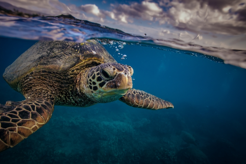 ACQUA DELL'ELBA AND LEGAMBIENTE TOGETHER FOR THE SEA TURTLES