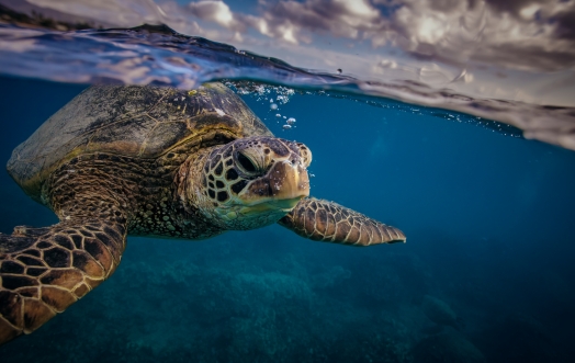 ACQUA DELL'ELBA E LEGAMBIENTE: INSIEME PER LE TARTARUGHE MARINE.