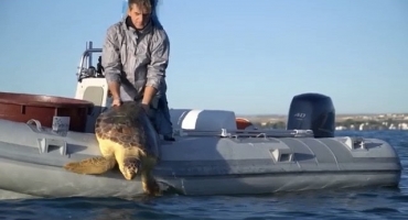 'ELBA' LA TARTARUGA CHE AVEVA INGERITO LA PLASTICA, E' STATA RILASCIATA NEL SUO HABITAT NATURALE