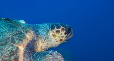 Al Via il Tarta Beach Tour di Legambiente e Acqua dell’Elba