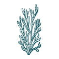 Aquatiques Parfums