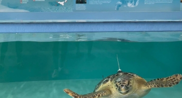 ANCHE ACQUA DELL'ELBA TRA LE AZIENDE 'AMICHE DELLE TARTARUGHE MARINE' CITATE DA LEGAMBIENTE