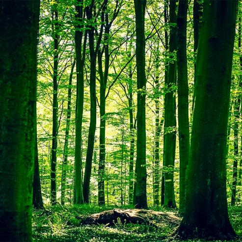 Carbon Neutrality