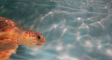 AIUTATECI A TROVARE UN NOME ALLA NOSTRA 'MASCOTTE' SUI SOCIAL