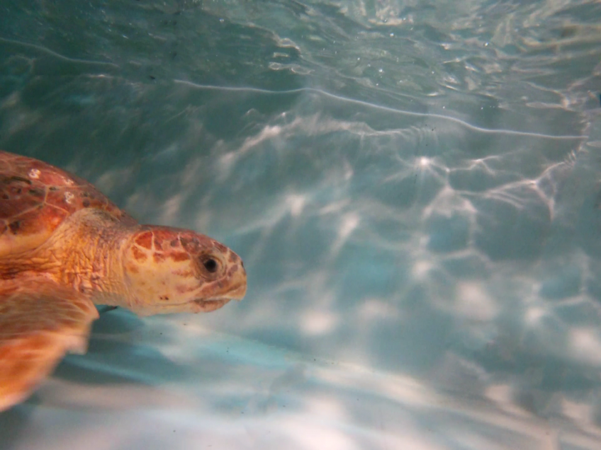 ACQUA DELL'ELBA UND TARTALOVE LADEN SIE DAZU EIN, EINEN NAMEN FÜR DIESE SCHILDKRÖTE ZU FINDEN