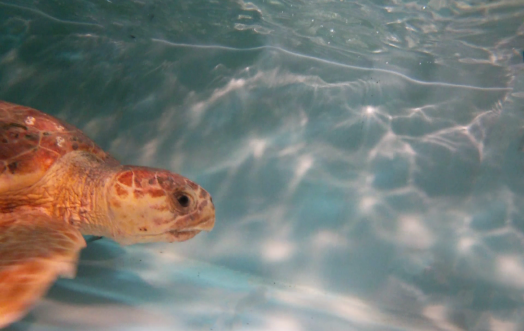 ACQUA DELL'ELBA E TARTALOVE VI INVITANO A TROVARE UN NOME A QUESTA TARTARUGA